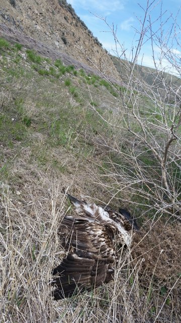 bald eagle juvenile roadkill at Rocky Point, Highway 30