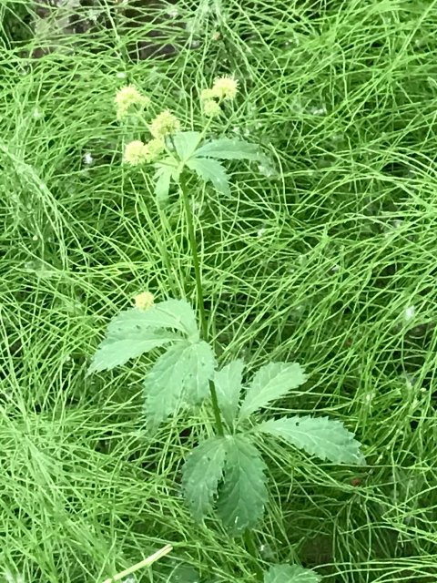 Sanicula_marilandica_05July2017_CY&LG--Plant_with_Equisetum_arvense.jpg