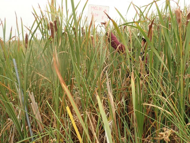 Cicuta bulbifera habitat.jpg