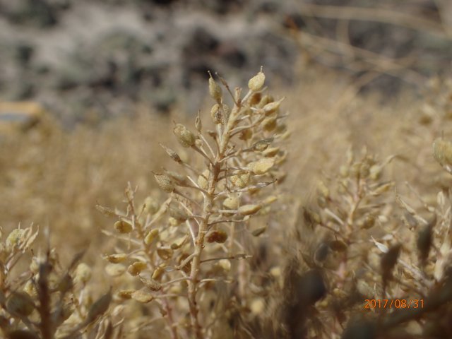 Lepidium papilliferum close up