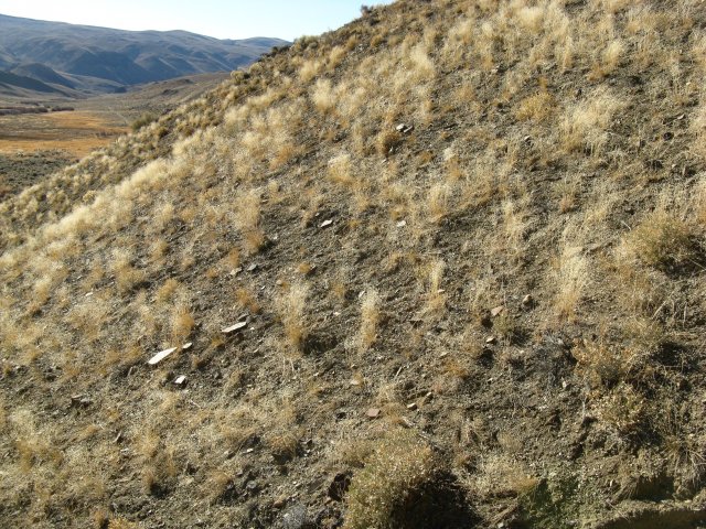 Oxytropis_besseyi_salmonensis_07Nov2009_CE--Landscape_WP87.jpg