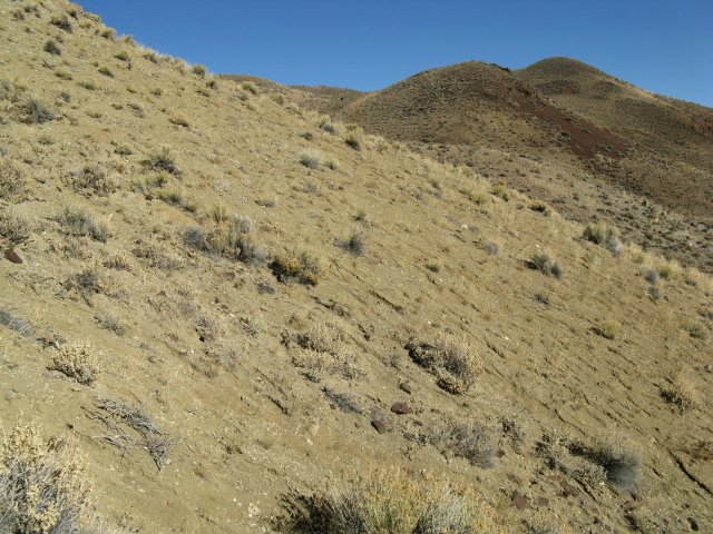 Oxytropis_besseyi_salmonensis_07Nov2009_CE--Landscape_WP88.jpg