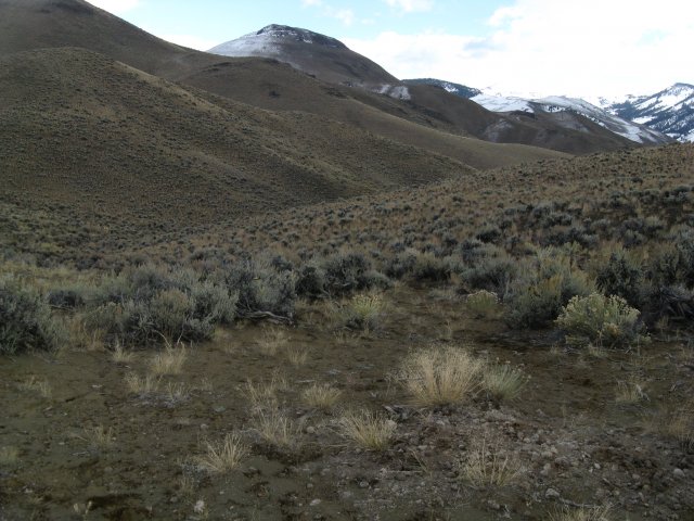 Oxytropis_besseyi_salmonensis_07Oct2009_CE--Landscape_saddle_WP80.jpg