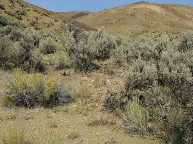 Astragalus_aquilonius_24Sep2009_CE--Landscape_WP38_center_of_population.jpg