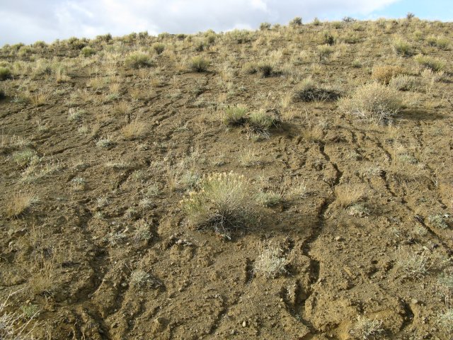 Astragalus_aquilonius_07Oct2009_CE--Sparcely_distributed_A_aquilonius_with_erosion_trails-WP81.jpg