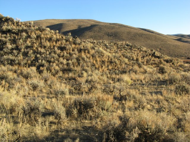 Astragalus_aquilonius_04Nov2009_CE--Landscape_WP91.jpg