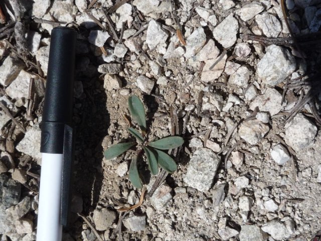 LESA rosette at Arrowhead Lake divide.jpg