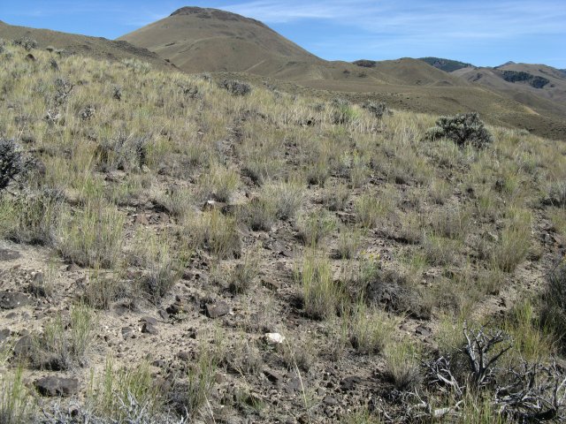 Astragalus_aquilonius_10Sep2009_CE--Landscape--WP19--Gentle_slopes_rocky_soils_good_cover_of_P.spicata.jpg