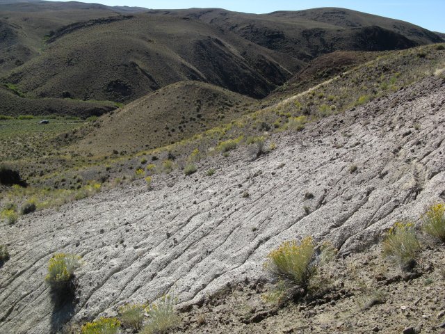 Astragalus_aquilonius_10Sep2009_CE--Landscape--WP20--A.aquilonius_on_rockier_portions_of_slope.jpg