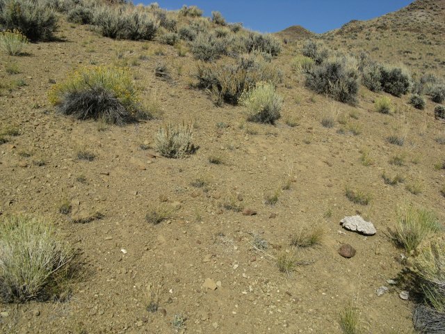 Astragalus_amblytropis_28Sep2009_CE--Landscape--WP63--Upper_subpop_1--Loose_ashy_soils_open_plant_community.jpg