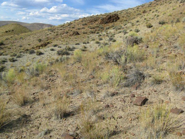 Astragalus_aquilonius_28Sep2009_CE--Landscape--WP65--Rocky_soils_abundant_P._spicata.jpg