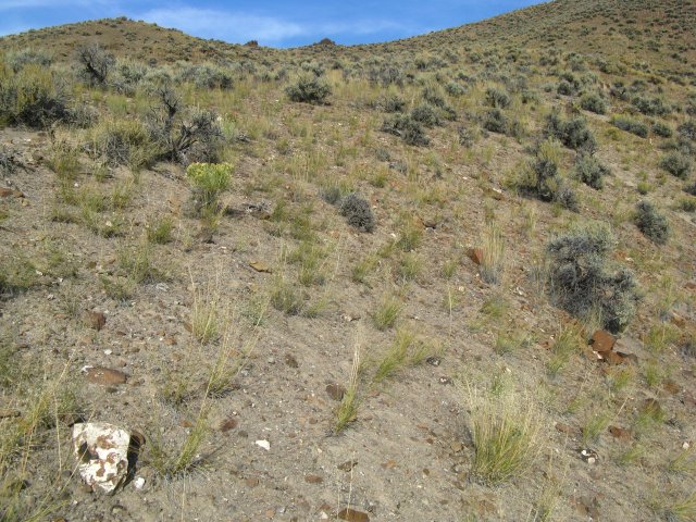 Astragalus_amblytropis_28Sep2009_CE--Landscape--WP66--Subpop_3--Sparce_shrub_cover_erractic_larger_rocks.jpg