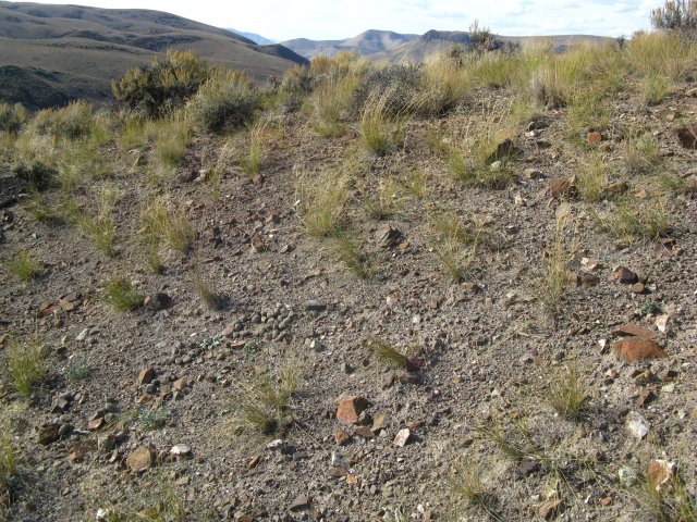 Oxytropis_besseyi_salmonensis_28Sep2009_CE--Landscape--WP66--Two_O._besseyi_salmonensis_visible_lower_left_rocky_soils.jpg