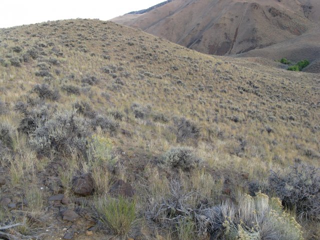 Astragalus_aquilonius_28Sep2009_CE--Landscape--Plants_occur_throughout_habitat.jpg