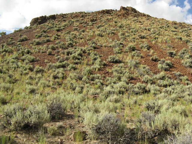 Oxytropis_besseyi_salmonensis_15Aug2009_CE--WP5--Landscape--Rocky_soils_O_besseyi_only_occasional_on_slope.jpg