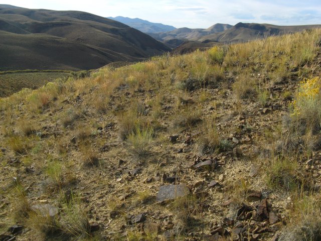 Astragalus_amblytropis_28Sep2009_CE--Landscape--WP69--Rocky_soils_gentle_slope_unusual_A._amblytropis_site.jpg