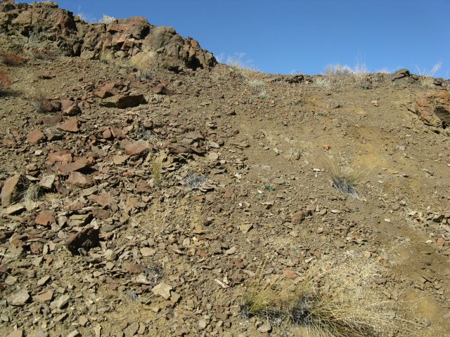 Astragalus_amblytropis_07Oct2009_CE--WP73--Landscape--Minimual_vegetation_cover_blocky_substrate.jpg