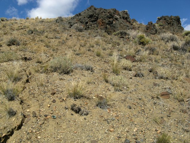 Astragalus_amblytropis_07Oct2009_CE--WP75--Landscape--Loose_soils_steep_slopes_open_plant_community.jpg