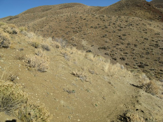 Oxytropis_besseyi_salmonensis_04Nov2009_CE--WP89--Landscape--Trail_in_foreground_mostly_used_by_horses.jpg