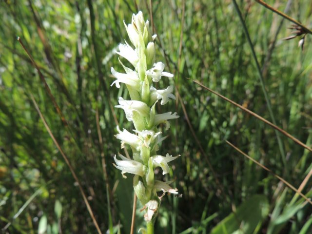 Spiranthes_diluvialis_03September2014_Fisher_Bottom_DL--Plant.jpg