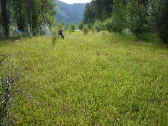 Spiranthes_diluvialis_20August2014_Lufkin_Bottom_JM--Habitat.jpg