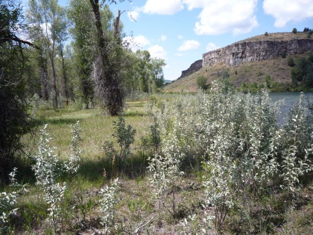 Spiranthes_diluvialis_20August2014_TNC_Island_Area_1_JM--Habitat-Elaeagnus_commutata_in_foreground.jpg