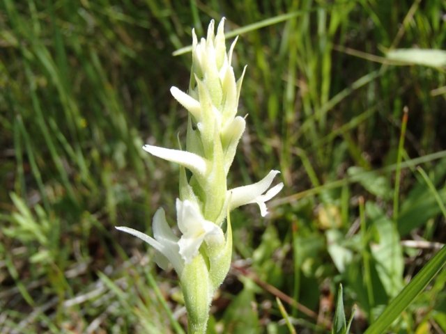 Spiranthes_diluvialis_11August2014_Warm_Springs_Bottom_JM--Plant.jpg