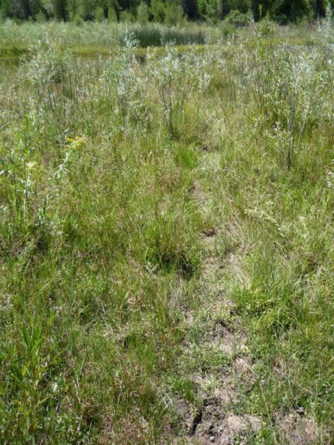 Spiranthes_diluvialis_3September2014_Warm_Springs_Bottom_JM--Cattle_Trail.jpg