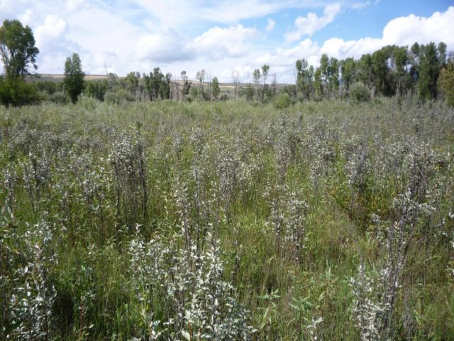 Spiranthes_diluvialis_21August2014_Lower_Swan_Valley_JM--Habitat_with_Elaeagnus_commutata.jpg 