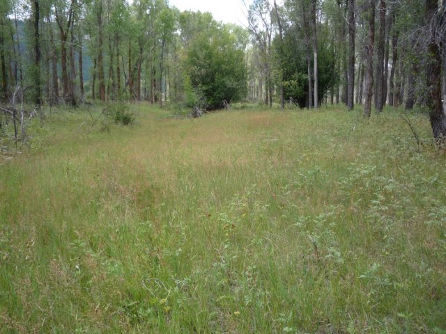 Spiranthes_diluvialis_21August2014_Upper_Conant_Valley_JM--Habitat.jpg