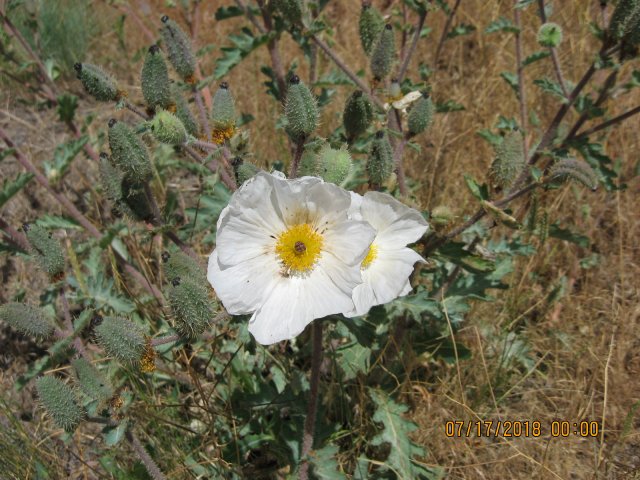 Aremone munita ssp. rotundata.JPG