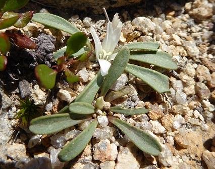 Lewisia_sacajaweana_24Jul2016_NH--Plants--Closeup.jpg