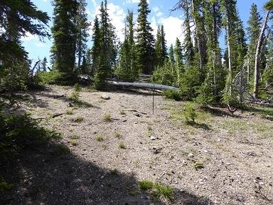 Lewisia_sacajaweana_17Jul2016_NH--Habitat--Walking_stick_marks_population_location.jpg