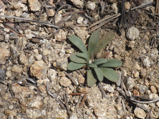 401 Lewisia sacajaweana, EO 15 subEO 1, upper No Man Cr drainage 16Jul2020.JPG