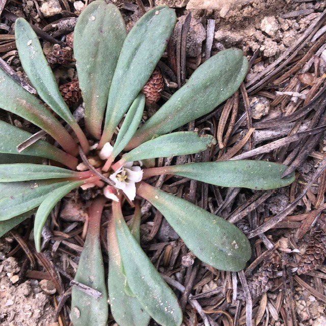 Lewisia sacajaweana plant 1.jpg