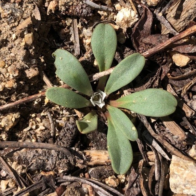 Lewisia sacajaweana plant 2.jpg