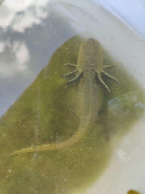 Western Tiger Salamander 08-01-22 Michelle Poll