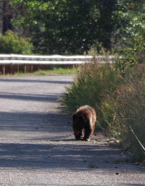 Small bear walking alongside the road in the distance.