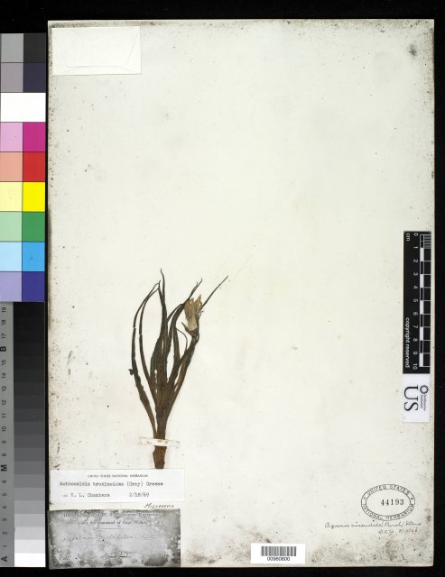http://collections.mnh.si.edu/search/botany/?irn=10064243