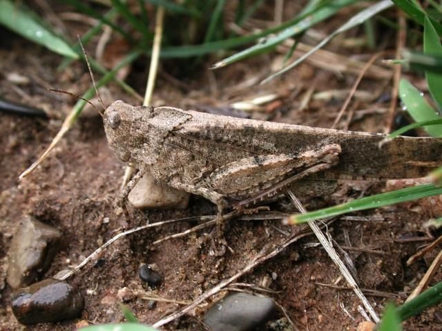 http://animaldiversity.ummz.umich.edu/site/resources/phil_myers/orthoptera/grasshopper.jpg/view.html