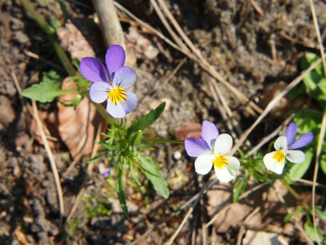 http://commons.wikimedia.org/wiki/File:Wild_Stiefmütterchen_(Viola_tricolor)_(1).JPG