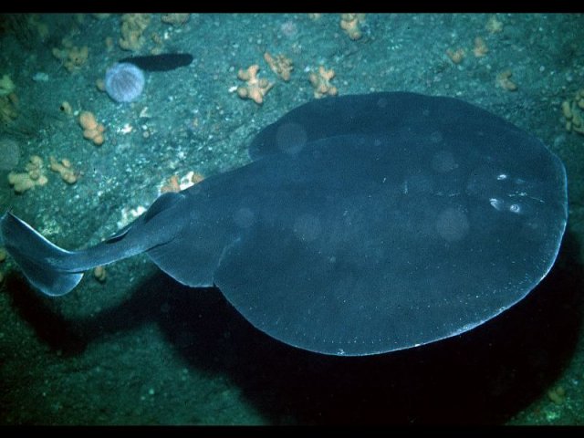 http://www.habitas.org.uk/marinelife/species.asp?item=ZF1230