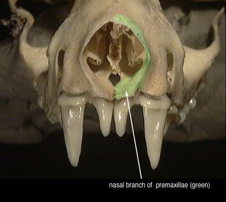 http://animaldiversity.ummz.umich.edu/collections/contributors/anatomical_images/bat_premaxillae/eumops_nas_pmax/