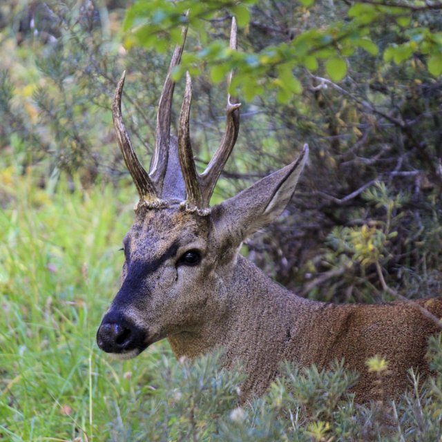 http://commons.wikimedia.org/wiki/File:Huemul_de_la_Reserva_Nacional_Cerro_Castillo.jpg