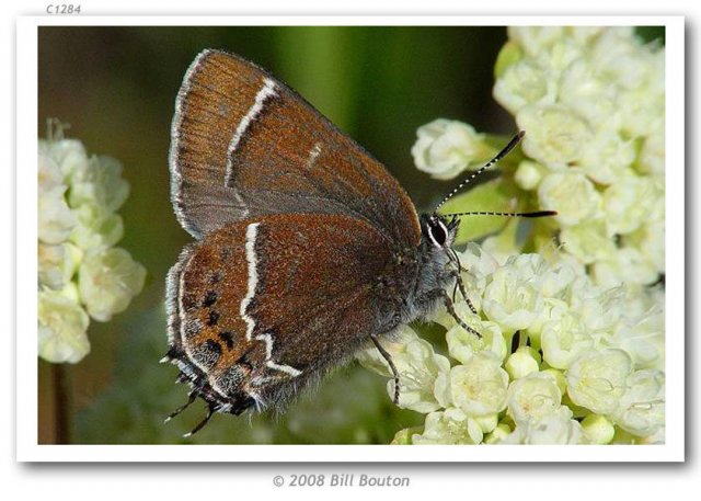 http://butterfliesofamerica.com/callophrys_s_spinetorum_live1.htm