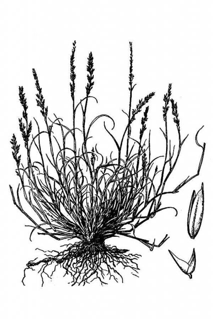 http://plants.usda.gov/java/largeImage?imageID=muri_001_avd.tif