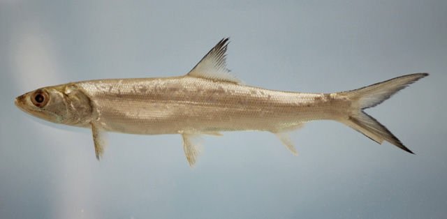 http://www.fishbase.org/summary/SpeciesSummary.php?id=175