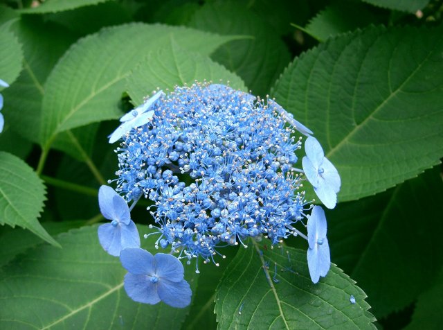 http://commons.wikimedia.org/wiki/File:Hydrangea_serrata_var_acuminata1.jpg