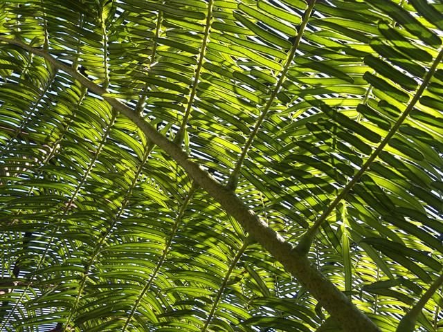 http://www.biopix.com/giant-fern-angiopteris-evecta_photo-100998.aspx