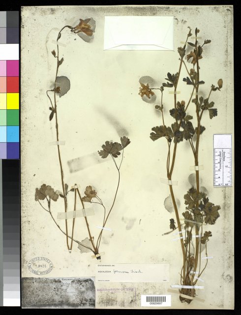 http://collections.mnh.si.edu/services/media.php?env=botany&irn=10213460